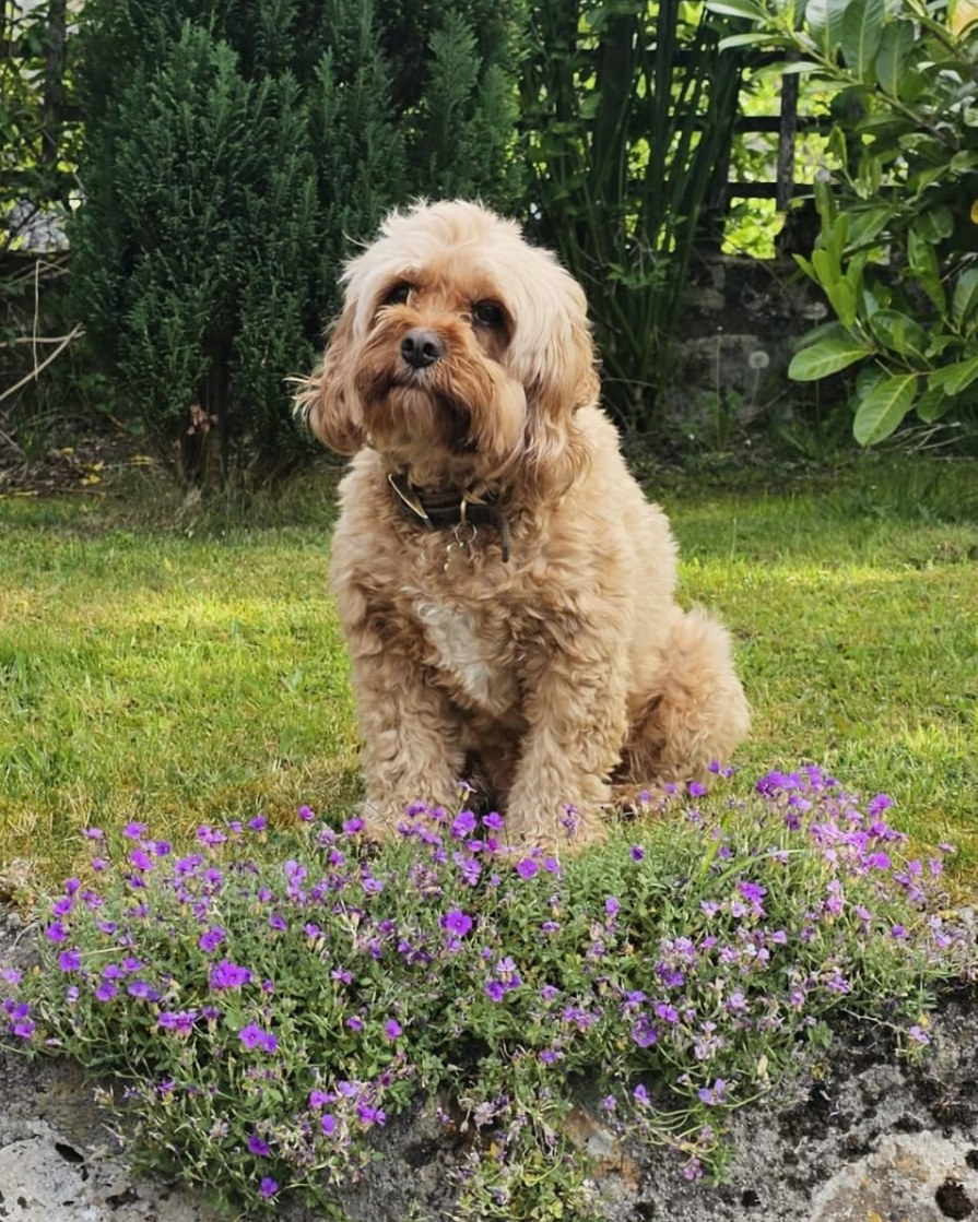Oscar the cockapoo sitting among purple flowers in a country garden